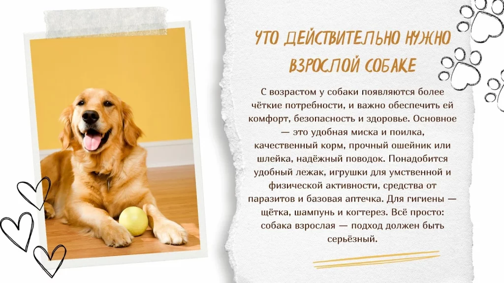 Что нужно для взрослой собаки: необходимые товары и аксессуары